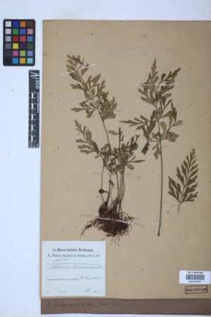 Asplenium praemorsum
