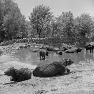 Büffel am Fluss im Rosental, ein Gebiet in Zentral-Bulgarien