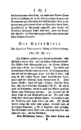 ¬Die¬ Goldschleie : Lat. Cyprinus Tinca auratus ; Franz. La d'Orée d'etang ; (Taf. III, Fig. 20)