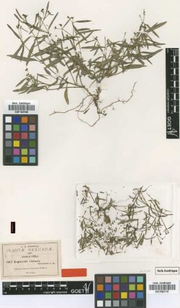 Euphorbia violacea Greenm. [type]