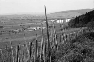 Ballrechten: Weinberg (Römerberg) mit Neubaublocks von Staufen
