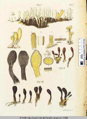 Darstellung einer Pilzart (Tab. V.)