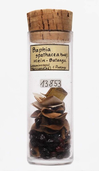 Baphia spathacea Hook.f. aus Klein Batanga (Kamerun)