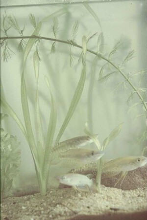 Fische im Aquarium