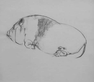Schwein