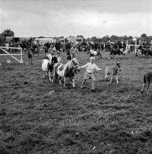 Sportveranstaltung: Pferdeleistungsschau: Reit- und Fahrverein Trittau und Umgebung von 1922 e.V.: Jubiläumsschau: Vorführung des Ponygestüts Auberghof: Bildung eines Kreises: Ponys mit ihren Fohlen und jungen Reitern