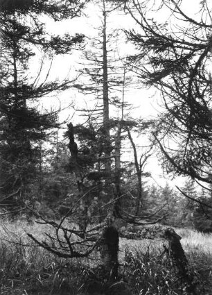 Absterbender Wald in einem Hochmoor