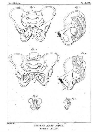 Pl. XXIX. Systême Anatomique. Homme. Bassin.