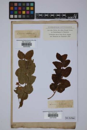 Lonicera caerulea caerulea L.