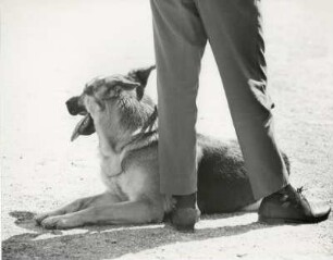 Schäferhund