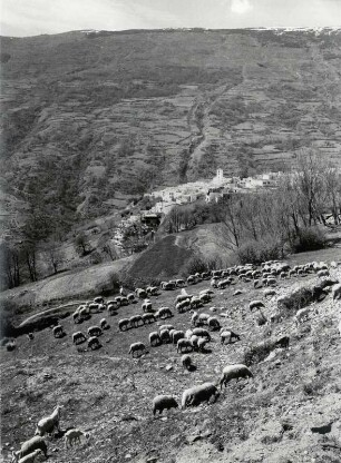 Schafherden in Andalusien