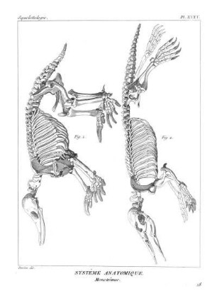 Pl. XXXV. Systême Anatomique. Monotrèmes.
