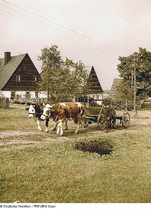 Zinnwald-Georgenfeld. Exulantensiedlung in Neugeorgenfeld, Straßenansicht mit Kuhfuhrwerk