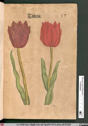 Tulipa [Tulpen].