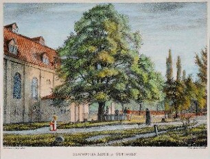 Klopstocks Linde in Ottensen
