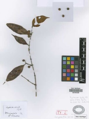 Calyptranthes sericea Griseb.