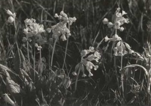 Echte Schlüsselblume (Primula veris)