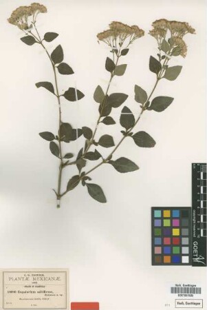 Eupatorium saltillense B.L.Rob. [type]