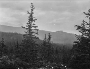 Wald : Blick über einen Wald