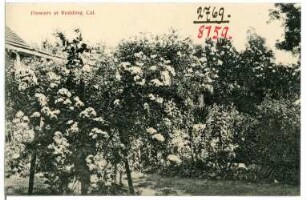 Redding, California. Flowers
