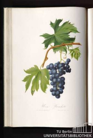 Uva Brachetto