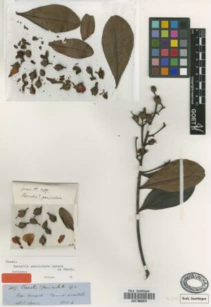 Bonnetia paniculata Spruce ex Benth. [isotype]