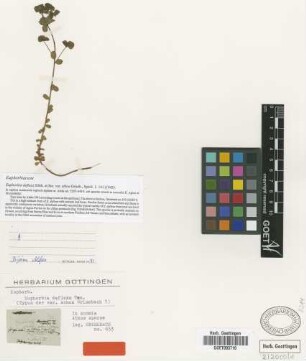 Euphorbia deflexa Sibth. et Sm. var. athoa Griseb.[type]
