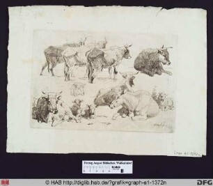 Kühe und Schafe