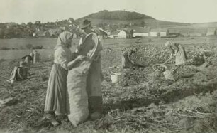 Tännesberg, Kartoffelernte