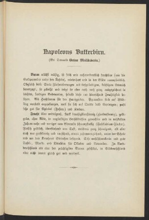 Napoleons Butterbirn. (Bei Detmold Grüne Mailänderin.)
