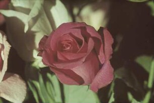 Blüte einer roten Rose