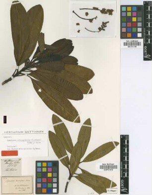 Carlea oblongifolia C.Presl [isotype]