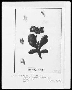 Georg Friedrich Heß, Blumenbuch — Primel, Folio 3recto