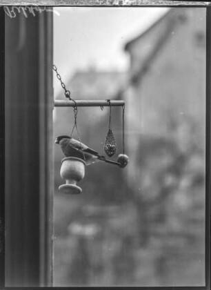 Tiere, Meise spielt am Futterknödel an einem Fenster