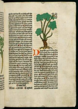 86r-86v, Sanickel (148. Kapitel)