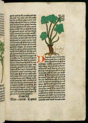 86r-86v, Sanickel (148. Kapitel)