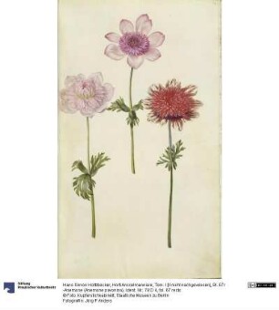 Horti Anckelmanniani, Tom. I [II nicht nachgewiesen], Bl. 67r -Anemone (Anemone pavonina)