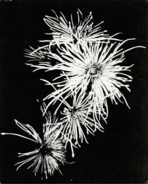 Chrysanthemen Blüten, abstrakt