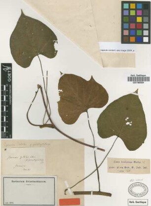 Ipomoea batatas (L.) Lam. var. Griseb. porphyrorhiza[type]