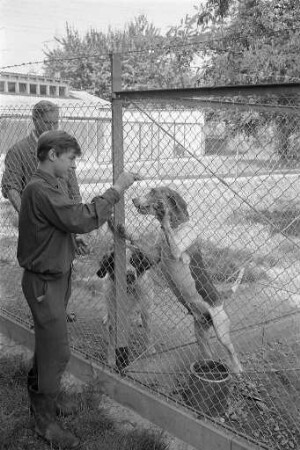 Hunde im Tierheim am Dammweg.