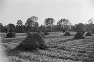 Spreewald um 1940. Heuernte auf den Wiesen. : Błóta wokoło 1940. Synowe žně.