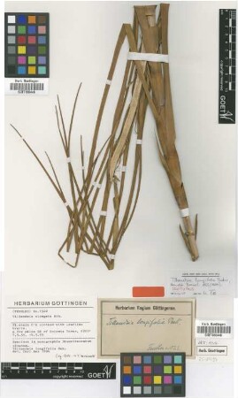 Tillandsia elongata Kth.