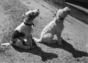 Tiere. Zwei Terrier
