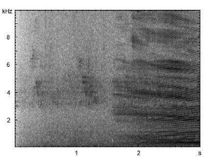 Gaur | Bos frontalis - Ruf