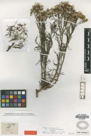 Senecio pinnatus Poir. var. tenuisectus Griseb.[syntype]