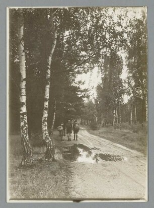 Dübener Heide