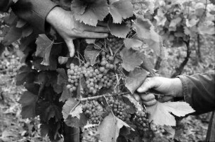 Ihringen: Durch Spritzmittel vertrocknete Trauben, mit Winzer im Weinberg