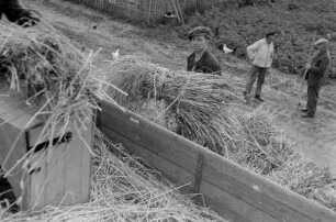 Reportage: Maschinen-Ausleih-Stationen (MAS) Sachsendorf : Landarbeiter beim Dreschen mit Hilfe einer Dreschmaschine