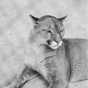 Zootiere. Puma