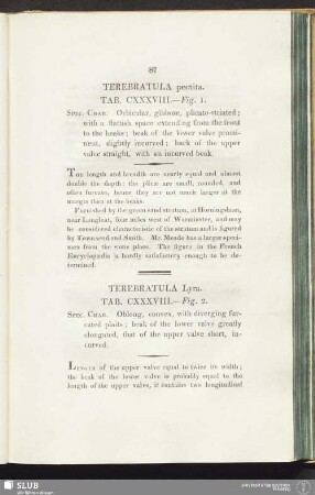 Terebratula pectita. Tab. CXXXVIII. — Fig. 1